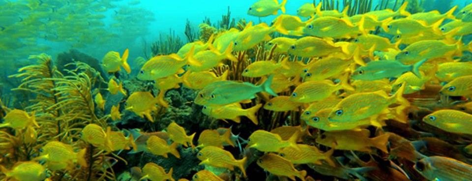 Estratégia Ambiental